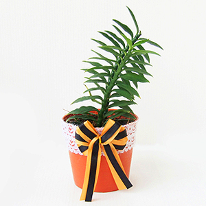 ของชำร่วยงานศพ